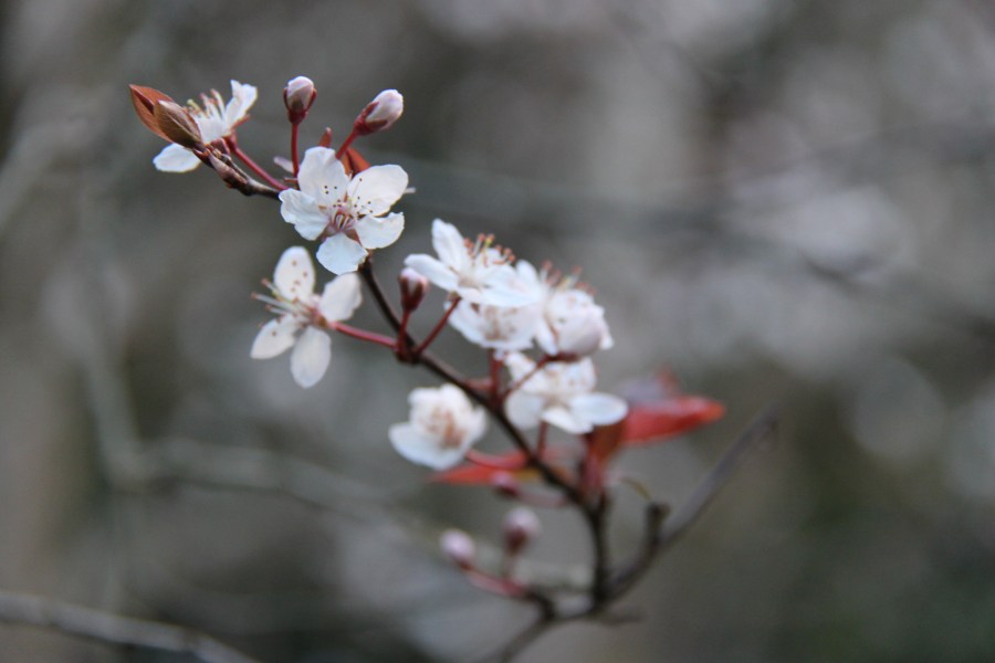 The Hope of&nbsp;Spring