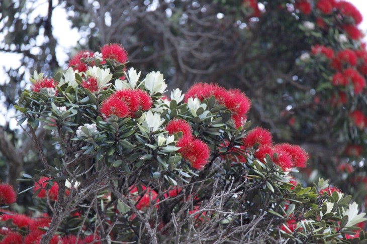 The blossom of the  pohutukawa tree is called kahika