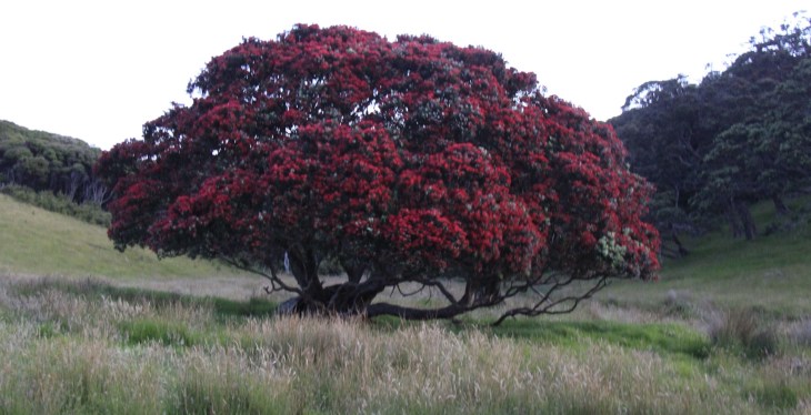 Metrosideros excelsa (pōhutukawa, New Zealand pohutukawa,New Zealand Christmas tree) is a coastal evergreen tree in the myrtle family, Myrtaceae, that produces a brilliant display of red (or occasionally orange, yellow or white) flowers made up of a mass of stamens. The pōhutukawa is one of twelve Metrosideros species endemic to New Zealand. Renowned for its vibrant colour and its ability to survive even perched on rocky, precarious cliffs, it has found an important place in New Zealand culture for its strength and beauty and is regarded as a chiefly tree (rākau rangatira) by Māori. (Wikipedia)